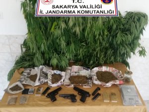 Sakarya’da jandarmadan esrar ve kenevir operasyonu: 2 gözaltı