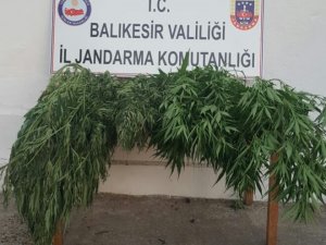 Evinde kenevir yetiştiren şahsa operasyon