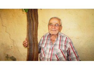 Bir üzüm asmasından bir tondan fazla üzüm alıyor