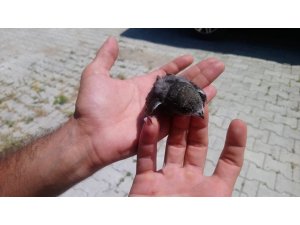 Yaralı yavru Ebabil kuşu ile Yarasa tedavi altına alındı