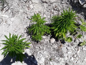 Selendi’de 280 kök Hint keneviri ele geçirildi