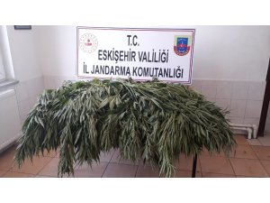 Jandarma bahçeye ekili 35 kök kenevir ele geçirdi