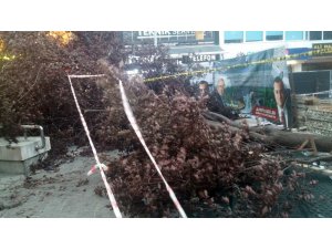 Başkent’te fırtına ağaç devirdi, 3 kişi yaralandı