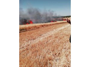 Biçerdöverden çıkan yangın ekinleri kül etti