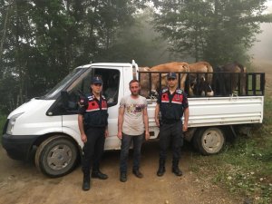Gümüşhane’de çalınan büyükbaş hayvanlar Trabzon’da bulundu