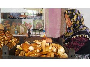 ’Sinop mantarı’ Avrupa mutfağının baş tacı