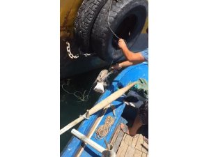 İpe dolanan martıyı balıkçılar böyle kurtardı