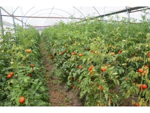 Komşu illerin domatesi Kahramanmaraş’tan