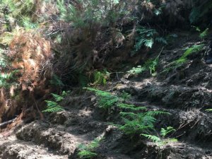 Ormanlık alana ekilmiş 512 kök hint keneviri ele geçirildi