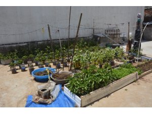 Çatıda kurduğu sera ile 10 kişilik aileye bakıyor