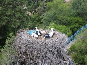 Leylekler Vadisi'nin leylekleri elektrik akımına kapılmayacak