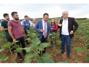 PAÜ Denizli’nin çerezlik ay çekirdeğinin geleceği için harekete geçti