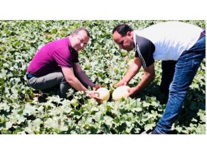 Mut’ta kavun üretiminden bu yıl 10 bin ton rekolte beklentisi