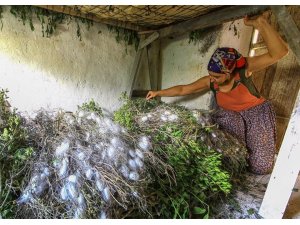 İlk koza üretiminin heyecanı yaşadılar