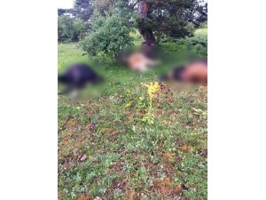 Yıldırım düştü, 4 büyükbaş hayvan telef oldu