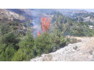 Zeytinlikte başlayan yangın ormana sıçradı