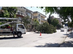 Devrilen dev incir ağacı yolu kapladı