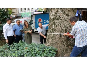 Kocaeli'de asırlık ağaçların bakımı yapılacak