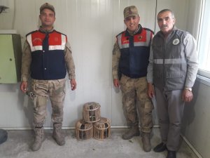 Kaçak avlanmış 3 kınalı keklik ele geçirildi