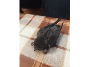 Sosyal medya hesabından çağrıda bulundu, yavru Ebalil kuşu tedavi altına alındı