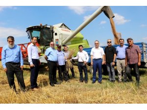 Türk tarımına yeni buğday türleri kazandırılacak
