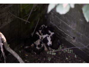 Kuyuya düşen köpek yavrularını belediye ekipleri kurtardı