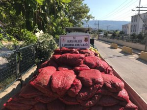 Bursa’da 12 ton kaçak midye ele geçirildi