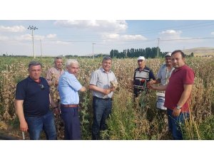 Altıntaş’ta haşhaş bereketi