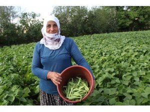 Afyonkarahisar’da fasulye hasadı başladı