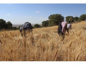 Karapınar'da orakla ekin biçiliyor