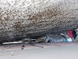 İki binanın arasına sıkışan köpeği itfaiye kurtardı