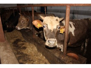 Samsun’da kurbanlık fiyatları belli oldu