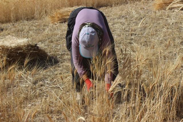 Karapınar'da orakla ekin biçiliyor