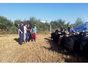 Kaybolan 80 küçükbaş hayvan drone ile bulundu