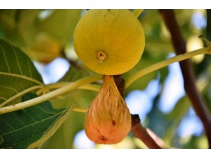 Aydın Çevre ve Şehircilik Müdürlüğü, incirde jeotermal kaynaklı kükürt iddialarını yalanladı