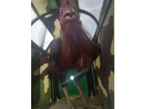 Horoz dövüşü yapılan Hayvanları Sevenler ve Koruma Derneğine baskın