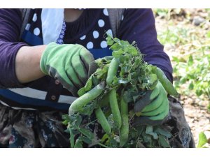 "Balon bezelye" üreticinin yüzünü güldürdü