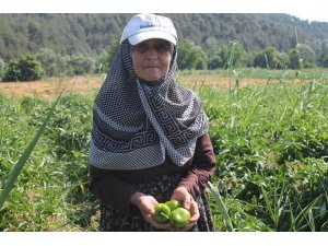 Bilecik’te dolmalık biber hasadı başladı