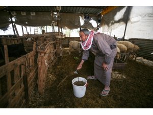 Gazze'de hayvan gübresinden biyogaz üretiyorlar
