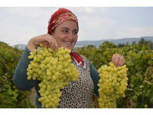 Turfanda üzüm satış fiyatları pazarlıkları başladı