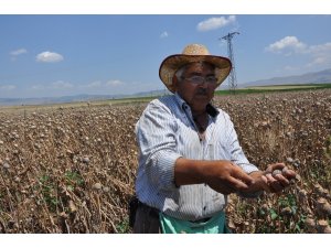 Sandıklı ve köylerinde haşhaş hasadı başladı