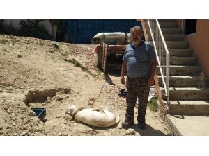 Bursa’da hamile köpeği "havlıyor" diye tüfekle katlettiler