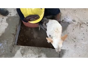 ABD’de betonun altında sıkışan köpek kurtarıldı