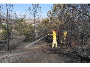 Ankara’da ormanlık alan küle döndü