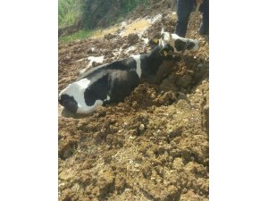 Çamura saplanan inek kurtarıldı