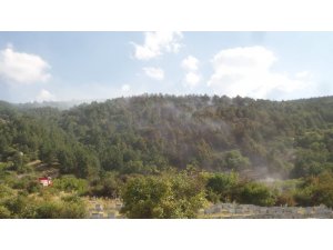 Yangın söndürme ekiplerini arı soktu