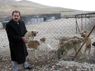 Sokak köpekleri yeni yuvalarına kavuştu