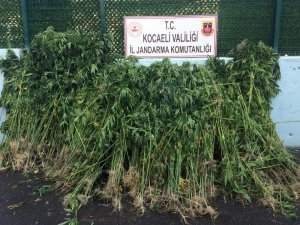 Kocaeli’de ormanlık alana ekili 4 bin 175 kök kenevir yakalandı