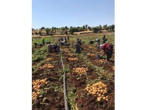 Midyat’ta patates hasadı yapıldı