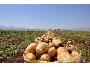 Sandıklı’da patates hasadı başladı